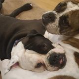 Pet Sitting Offered in Bernardsville
