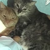 Young Pet Sitter