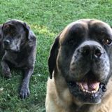 Seeking Westminster Dog Sitter