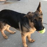 Petsitter Opportunity for GSD Puppy in Malibu