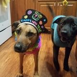 Available: Dedicated Animal Caregiver in Sandusky, Ohio