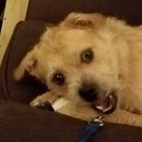 Reliable pet sitter