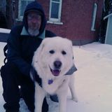 Experienced dogwalker