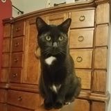 Lehigh acres animal lover seeking work