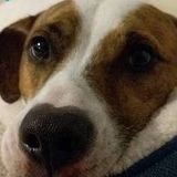 Would babysit your pets for free if I didn't have bills-thats how much I love my fur babies!
