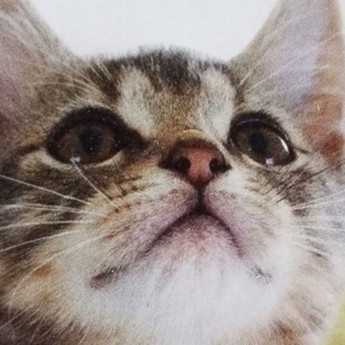 House Sitter Provider Kittys R Us P's Profile Picture