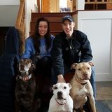 All about dogs!