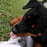 Consistent Dog Walker Available Immediately