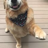 All Aspects Of Pet Care At Home Including Feeding And Medical Care