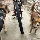 Animal Lover for Hire: Part-time dog walker in Costa Mesa and Newport Beach