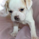 Excellent Pet Care Provide Available Today