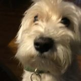 Racine Pet Sitter Interested In Being Hired