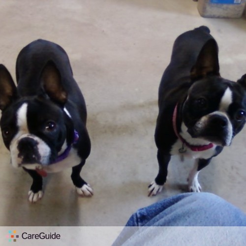 Pet Care Job Mike J's Profile Picture