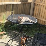 Available: Honest Animal Caregiver in Toledo