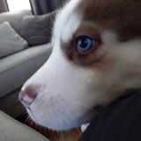 Dog Walker /Sitter Los Angeles, California