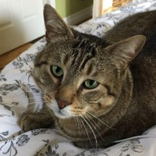 Pet Care Job Jacqueline Y's Profile Picture