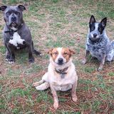 Looking For a Dog Walking Opportunities in Port Coquitlam
