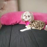 Pet owner/Pet lover! Clearwater Beach area Petsitter