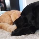 Skilled Pet Sitter in Oak Park
