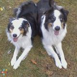 Purr'fect Petsitting and Dog Walking Services