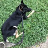 Loving and Flexible Dog Sitting and Dog Walking in Richmond