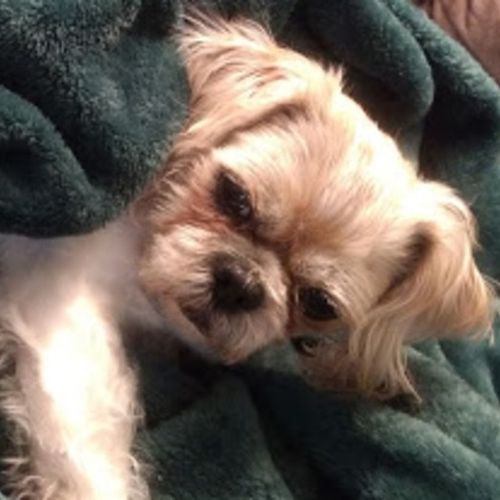 Pet Care Provider Kaitlyn S's Profile Picture