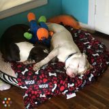 Need dog sitter for 2 very social pitties. Jan 2 - Jan 8.