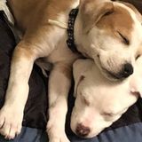 Animal Loverlike no other. Dependable, trustworthy, energetic and fun loving pet care provider.