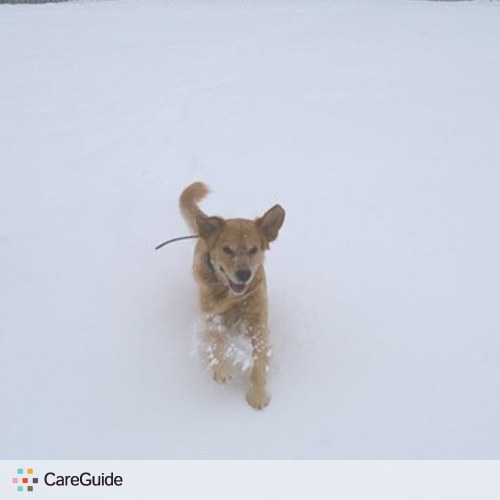 Pet Care Provider Hun Tuck's Profile Picture