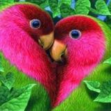 Ann Arbor, Michigan Bird Caretaker