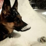 Searching for a "Pupertainment" in Canmore
