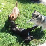 Polite Cat Sitter in Suisun City, California