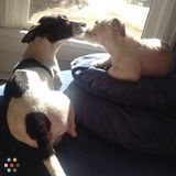 Spots Spot Doggie Daycare Sit! Stay! Play!