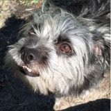 Loving Petsitter in Atlantic Beach, Florida.