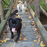 Qualified Pet Care Provider