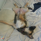 Fastpaws -Dog Walking, Socialization, Weight Loss and Health Management,Basic Grooms, Dog Sitting and More!