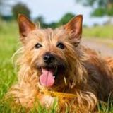 Seeking A Reliable House Sitter.