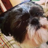 3days 2night Affordable Petsitter