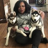 Searching for a Dog Sitting Professional Opportunity in Maplewood