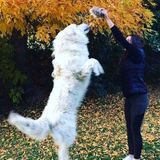 Seeking a Dog walking Job in Vernon, British Columbia
