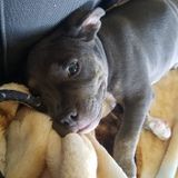 Available For a Dog Walker Opportunity in Wellington