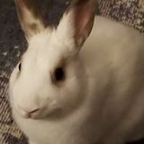 Offering Overnight sitting for Bunnies.