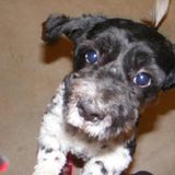 The most lovable pet sitter you will find