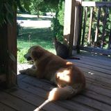 Hard Working Animal Caregiver for Hire