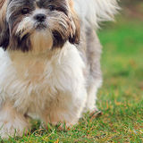 Wonderful Pet Care Provider Wanted in Edmonton