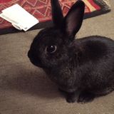 Looking for a Rabbit Sitter