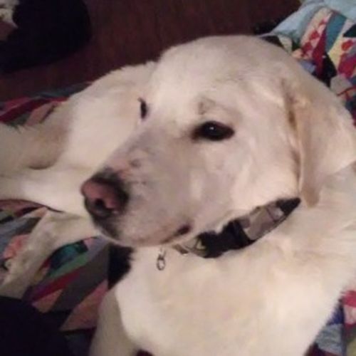 Pet Care Provider Steve A's Profile Picture