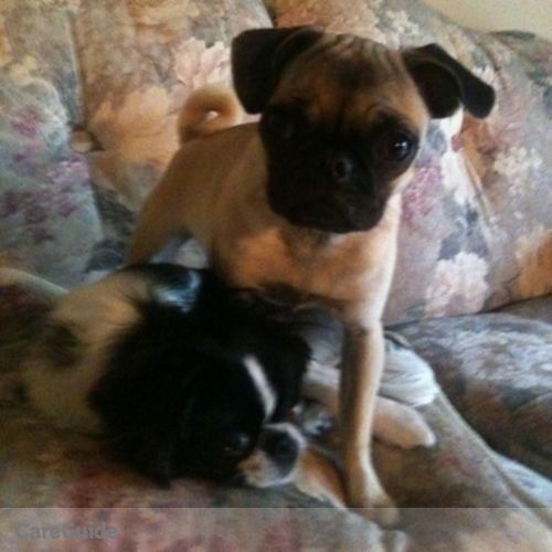 Pet Care Provider Phyllis Henagar's Profile Picture