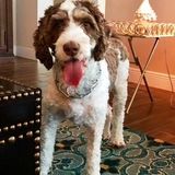 Jill" Of All Trades! House Sitting, Pet Sitting in your home, General House maintenance and "Honey Due List"