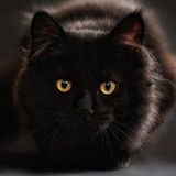 Loyal caretaker and lover of cats.